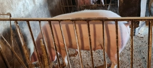 Porci de țară 100-130kg  - imagine 4