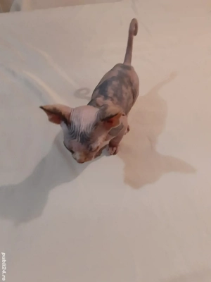 fetiță sfinx - imagine 4