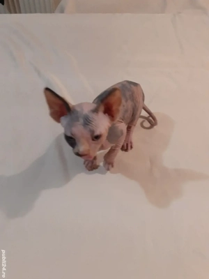 fetiță sfinx - imagine 3