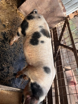 Vând porc de casă crescut la curte  - imagine 4