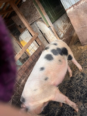 Vând porc de casă crescut la curte 