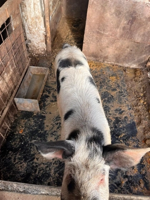 Vând porc de casă crescut la curte  - imagine 3