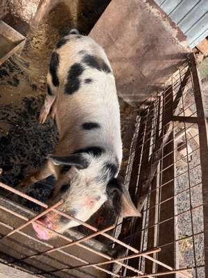 Vând porc de casă crescut la curte  - imagine 5