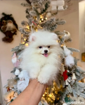 pomeranian boo ,superb varsta 3luni 