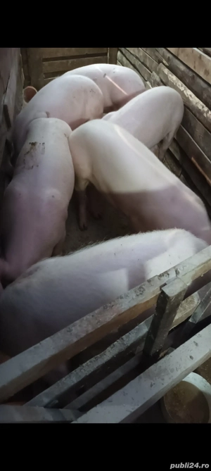 Vand soldani - imagine 2