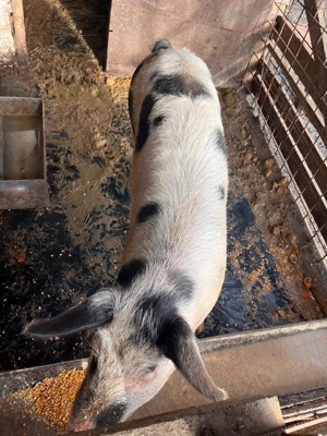 Vând porc de casă crescut la curte  - imagine 5