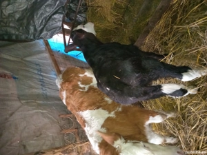 vînd doi viței  - imagine 2