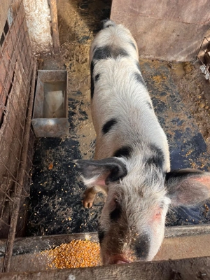 Vând porc de casă crescut la curte  - imagine 2