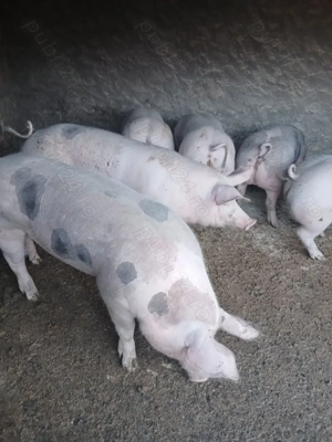 Porci de vânzare  - imagine 2