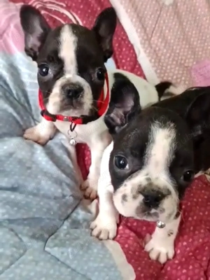 Fetița de buldog francez  - imagine 2