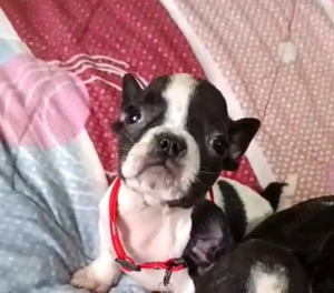 Fetița de buldog francez 