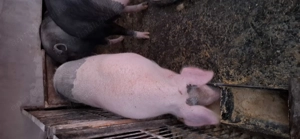 Scrofite Bazna cu Petreain, aproximativ 100-140 kg - imagine 3