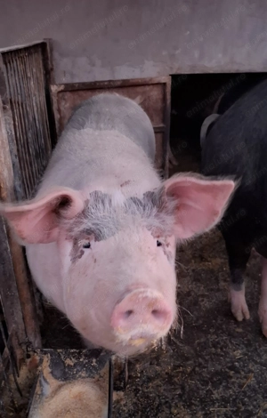 Vând scrofite Bazna cu Petreain, aprox. 100-140 kg - imagine 4