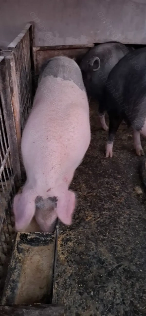 Vând scrofite Bazna cu Petreain, aprox. 100-140 kg - imagine 3