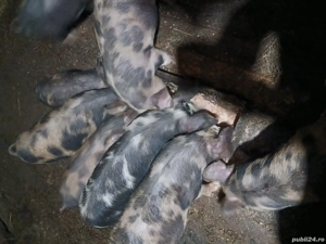 vand purcei de 10 saptamani  - imagine 2