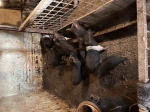 Purcei  mangalița  Bazna și clasici de casă 