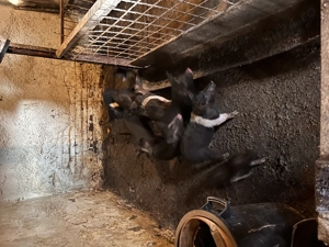 Purcei  mangalița  Bazna și clasici de casă  - imagine 4