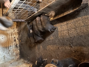 Purcei  mangalița  Bazna și clasici de casă  - imagine 2