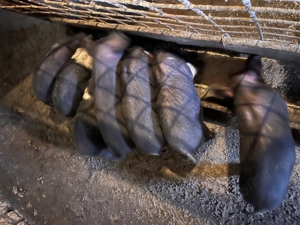 Purcei  mangalița  Bazna și clasici de casă  - imagine 3