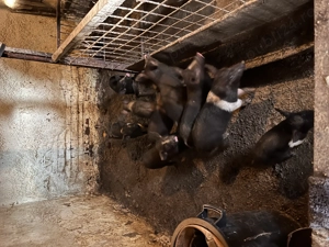 Purcei  mangalița  Bazna și clasici de casă  - imagine 5