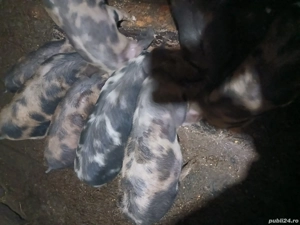 vand purcei de 10 saptamani  - imagine 3