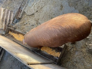 Porc de vanzare aproximativ 100kg - imagine 2