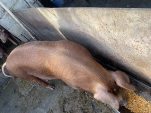 Porc de vanzare aproximativ 100kg - imagine 3