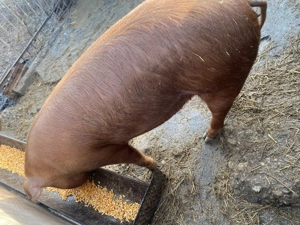 Porc de vanzare aproximativ 100kg