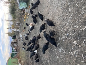 Vând ouă de casă  - imagine 3