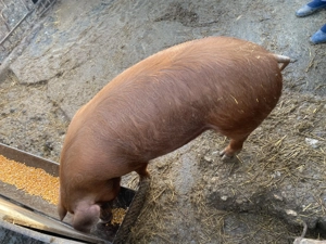 Porc de vanzare aproximativ 100kg - imagine 4