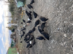 Vând ouă de casă  - imagine 4