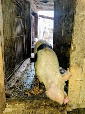 Vand porc gras in comuna SICHEVITA. Pret si detali la telefon.
