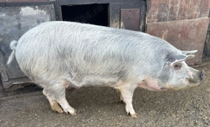 Vând porc crescut la țară 