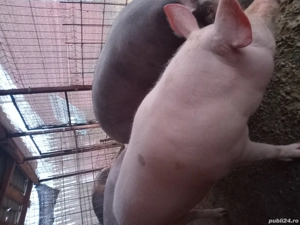 Vand porci de Craciun 