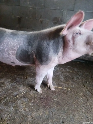 vieruț de vânzare  - imagine 2