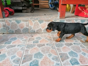 Femela copoi ardelenesc - imagine 5