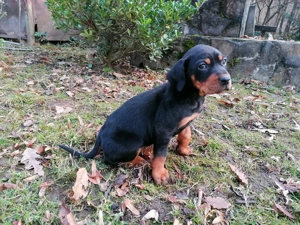 Femela copoi ardelenesc - imagine 4