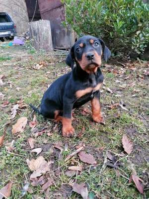 Femela copoi ardelenesc - imagine 2