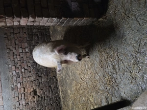 vand porc.    - imagine 4