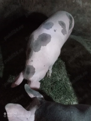 Vând porci  - imagine 3