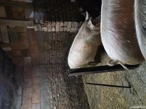 vand porc.    - imagine 3