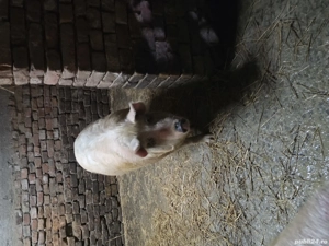 vand porc.    - imagine 2