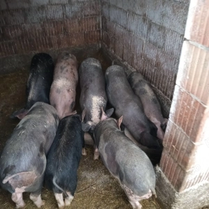 Purcei de vânzare 2025