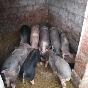 Purcei de vânzare 2025 - imagine 2