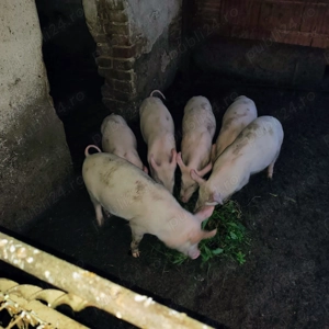 Vand purcei de 4 luni - imagine 3