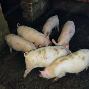 Vand purcei de 4 luni - imagine 2