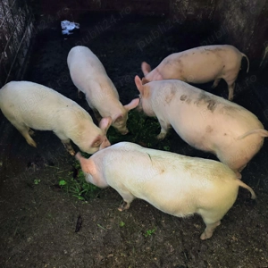 Vand purcei de 4 luni - imagine 4