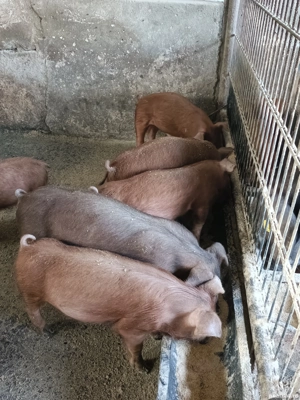 Vand purcei Duroc  - imagine 3