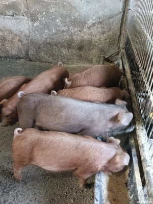 Vand purcei Duroc  - imagine 4