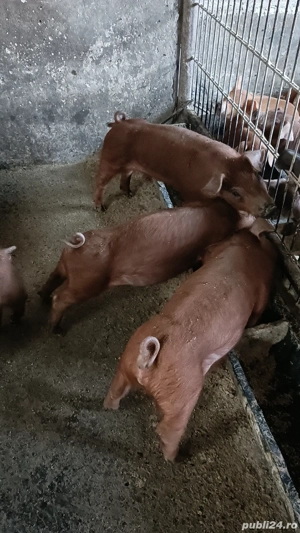 Vand purcei Duroc 